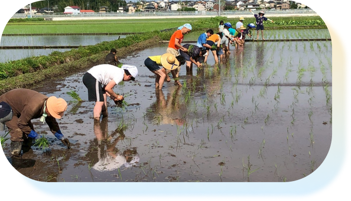 たくさんの人が田植えをしている様子